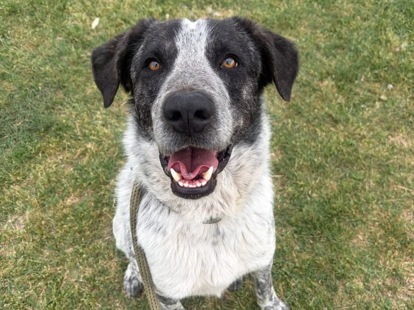 Adozione cane, maschio, Setter Inglese Pastore maremmano, 4 anni e 3 mesi, taglia grande, Roma