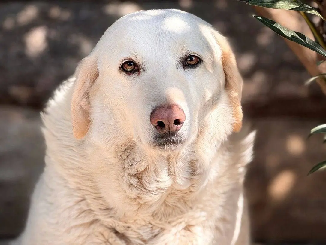 Adozione cane, femmina, Razza sconosciuta Razza sconosciuta, 8 anni e 4 mesi, taglia grande, Crotone