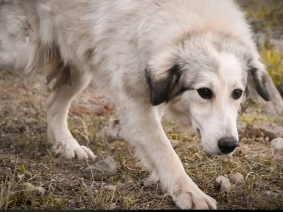 Adotta il cane FEY a Crotone