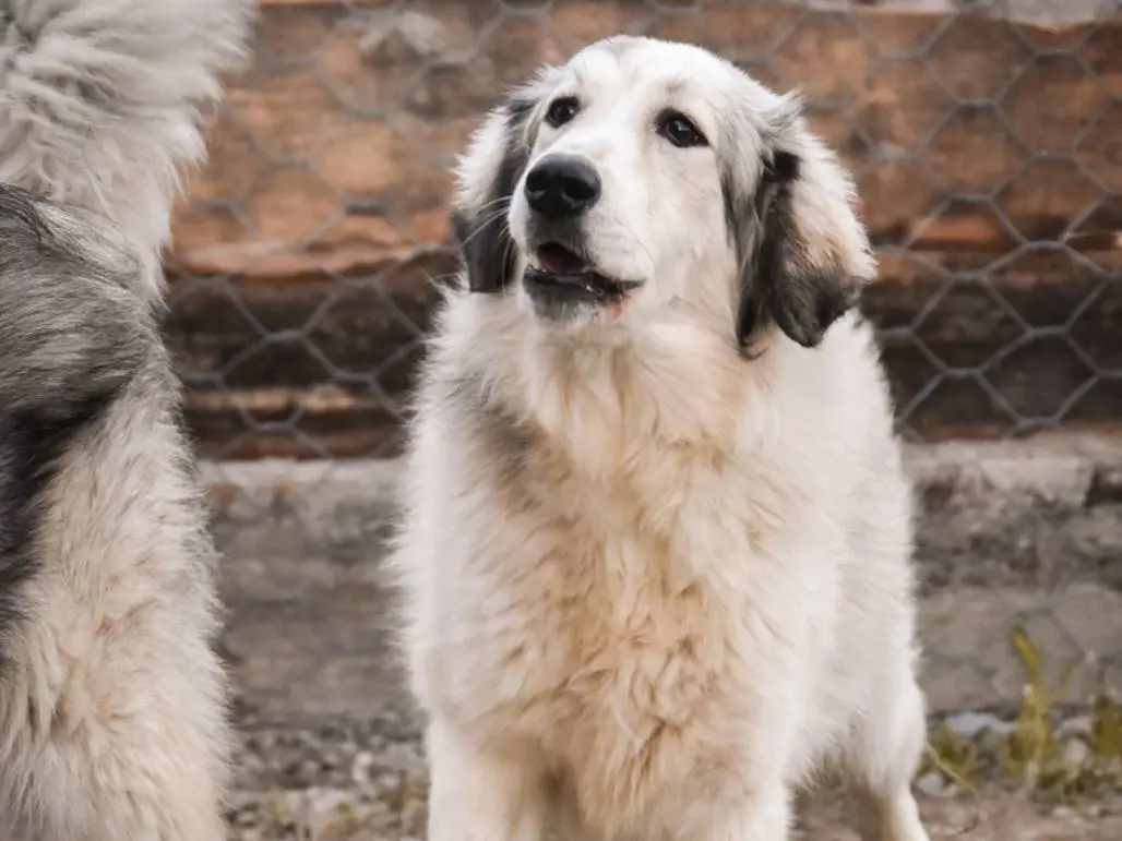 Adotta un cane, femmina, 4 anni e 2 mesi, Crotone