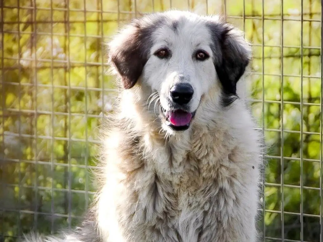 Adozione cane, femmina, Razza sconosciuta Razza sconosciuta, 4 anni e 2 mesi, taglia media, Crotone