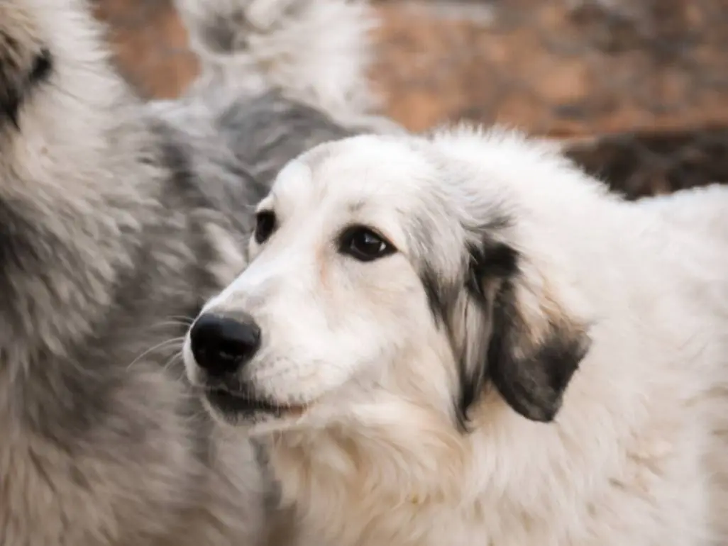 Adotta un cane, taglia media, femmina, Crotone