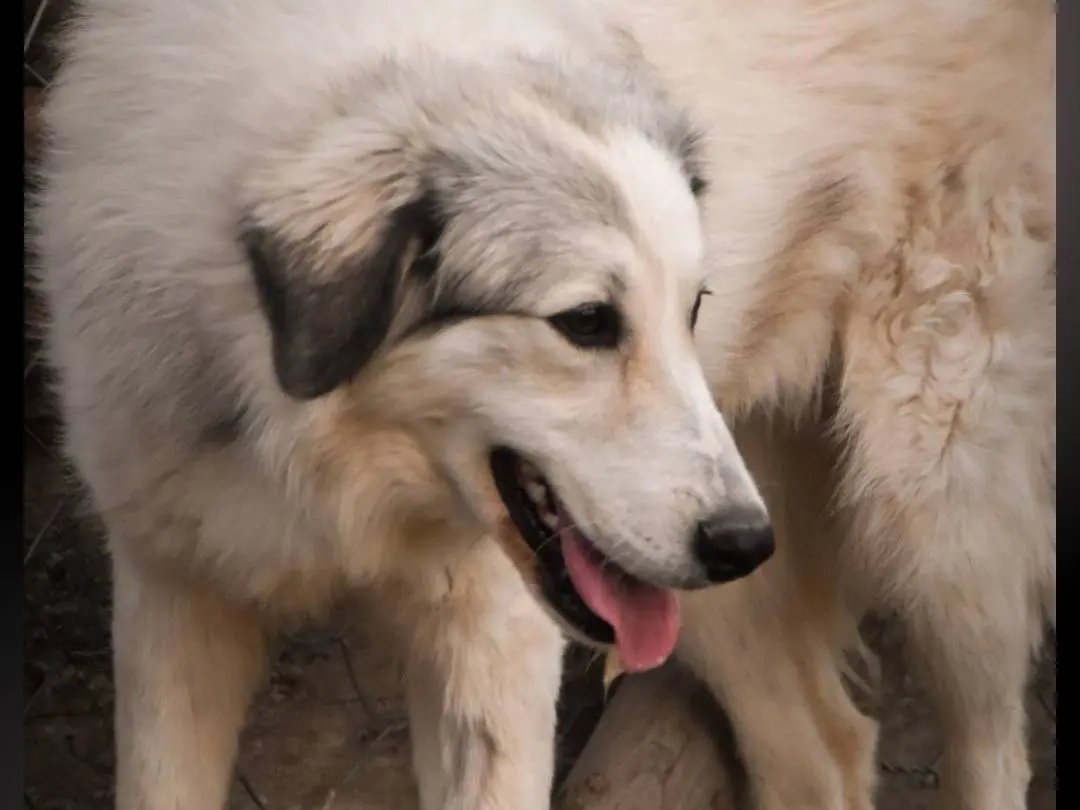 Vuoi adottare un cane a Crotone?