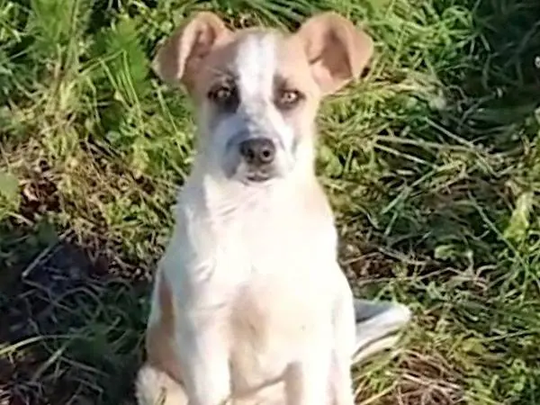 Adozione cane, femmina, Razza sconosciuta Razza sconosciuta, 11 mesi, taglia media, Vibo
