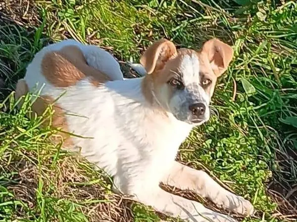 Adotta un cane, femmina, 11 mesi, Vibo