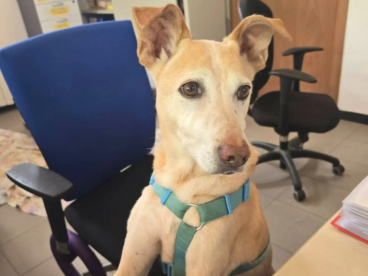 Adozione cane, maschio, Razza sconosciuta Razza sconosciuta, 12 anni e 11 mesi, taglia grande, Genova