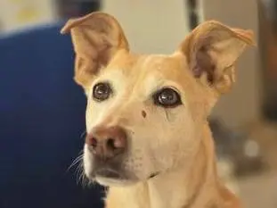 Adotta un cane, maschio, 12 anni e 11 mesi, Genova