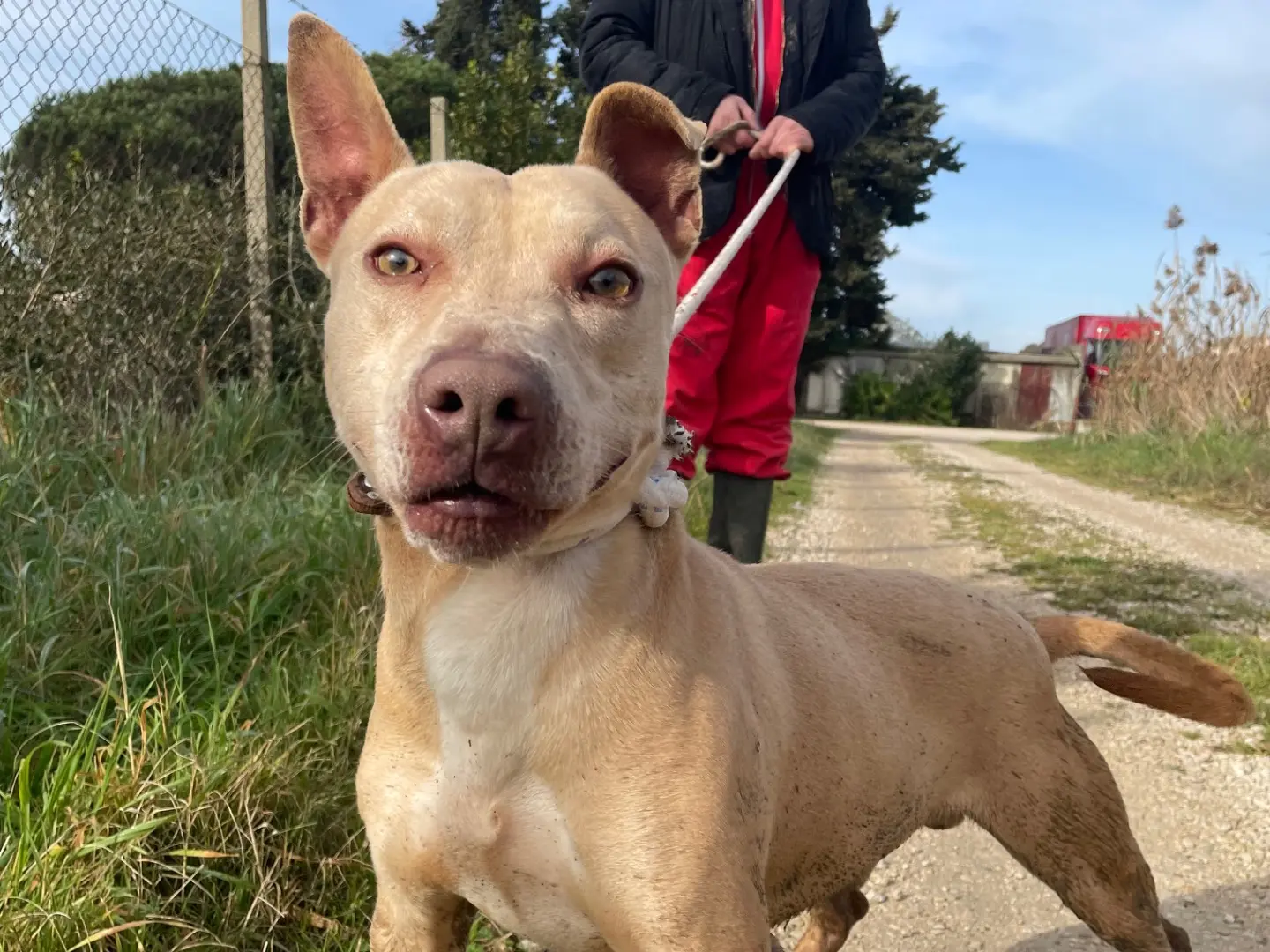 Adotta un cane, maschio, 9 anni e 2 mesi, Latina