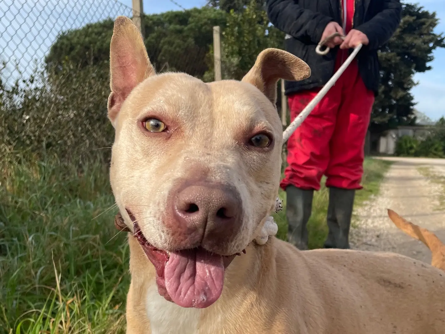 Adozione cane, maschio, Razza sconosciuta Razza sconosciuta, 9 anni e 2 mesi, taglia media contenuta, Latina