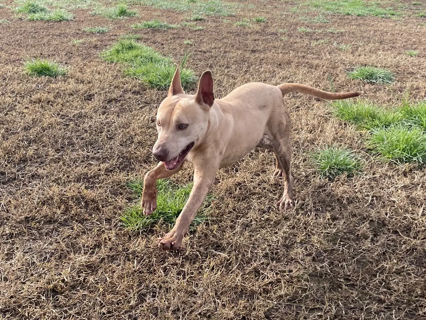Adotta un cane, taglia media contenuta, maschio, Latina