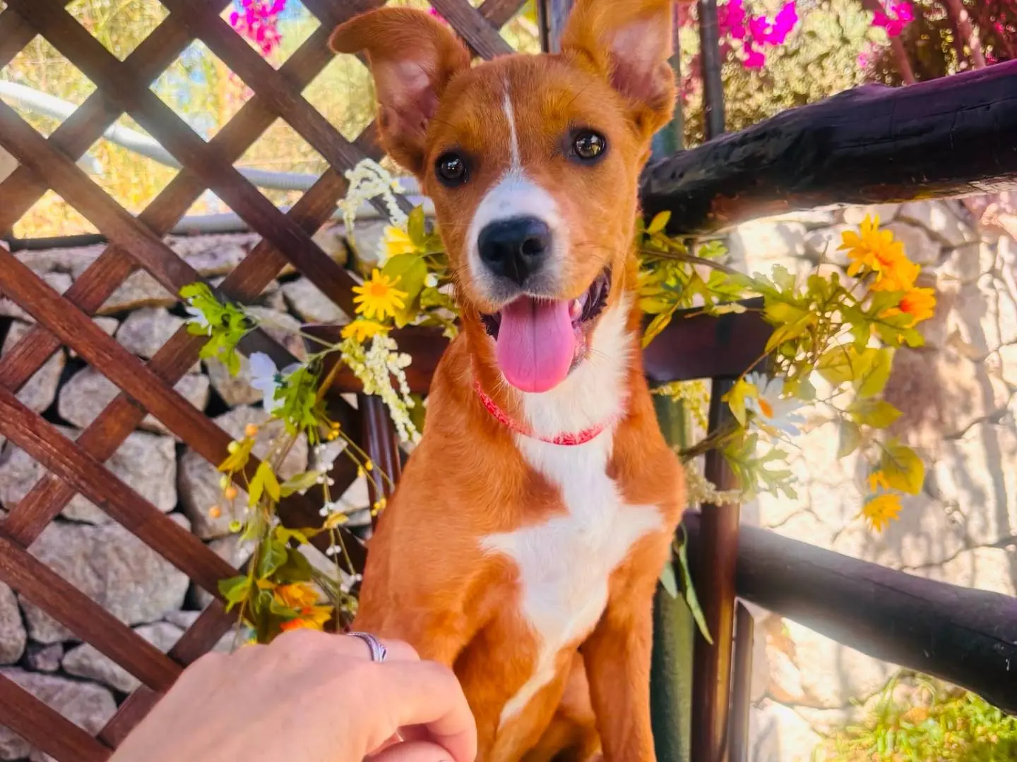 Adotta un cane, femmina, 8 mesi, Siracusa