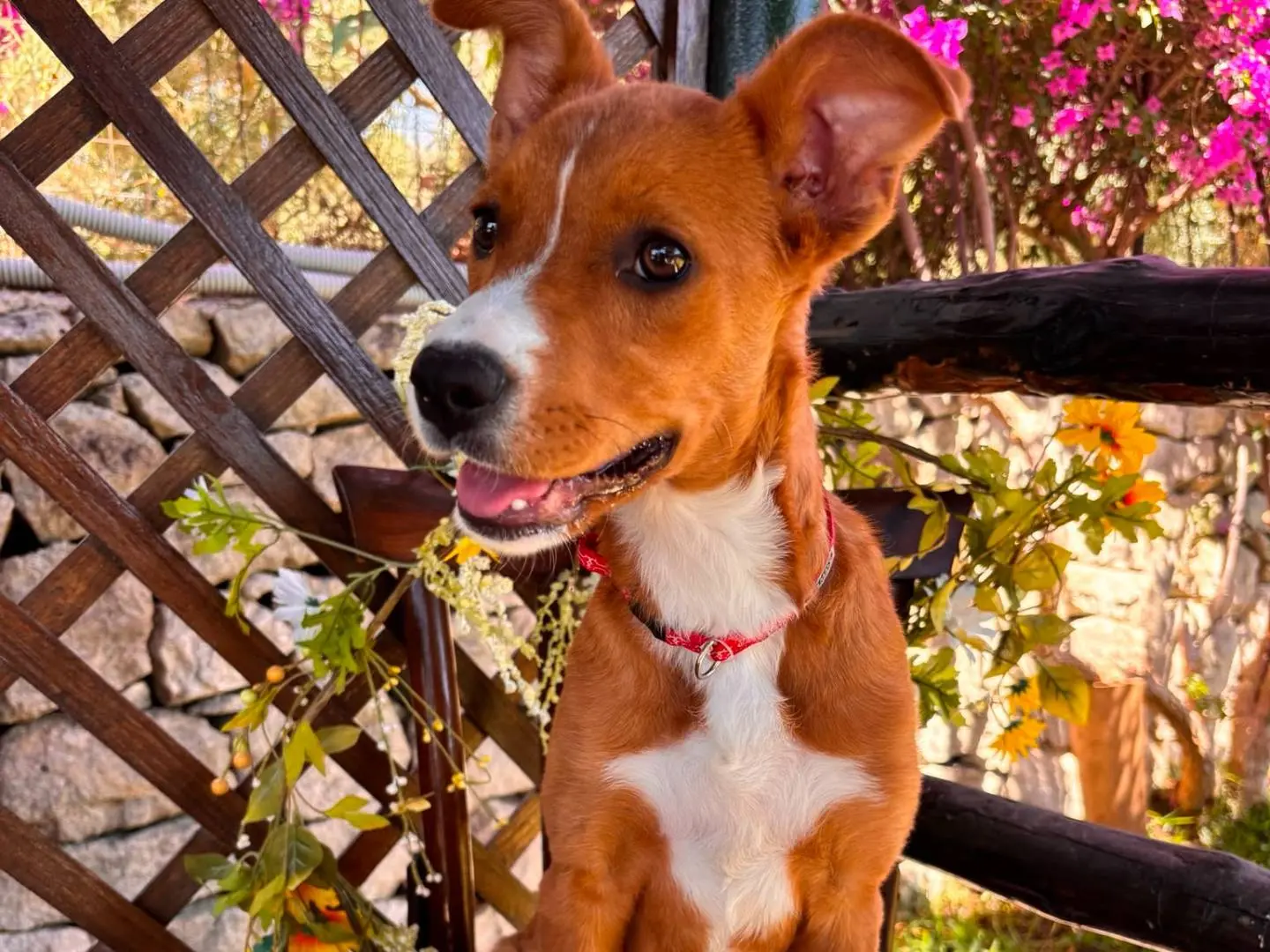 Adozione cane, femmina, Razza sconosciuta Razza sconosciuta, 8 mesi, taglia media, Siracusa