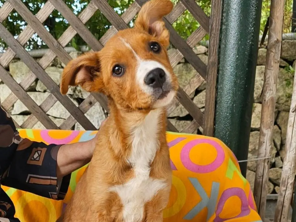 Vuoi adottare un cane a Siracusa?