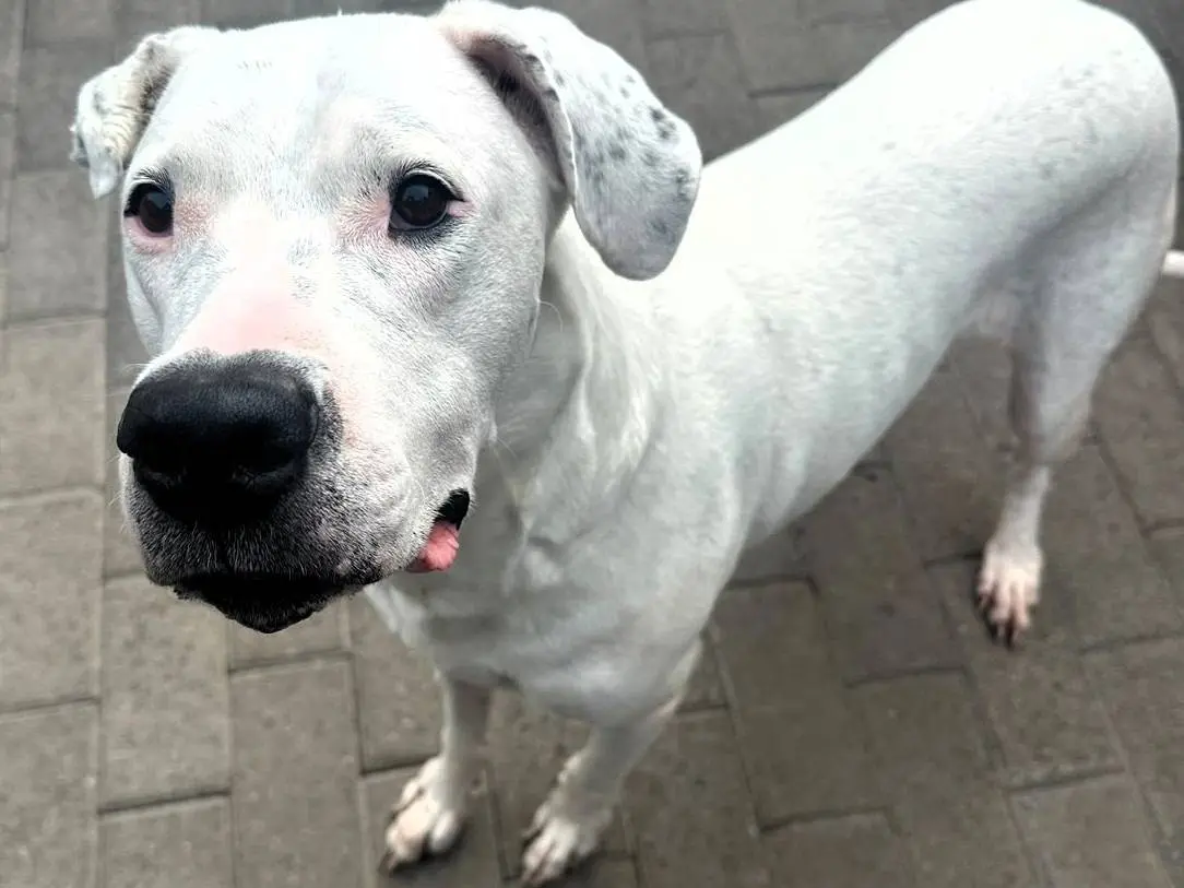 Adotta un cane, taglia media, femmina, Milano