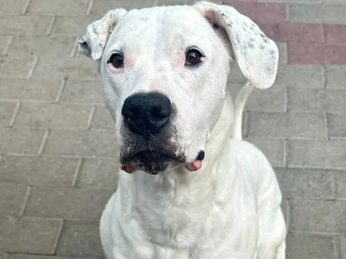 Adozione cane, femmina, Razza sconosciuta Razza sconosciuta, 7 anni e 7 mesi, taglia media, Milano