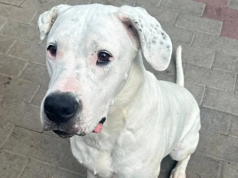 Adotta un cane, femmina, 7 anni e 7 mesi, Milano