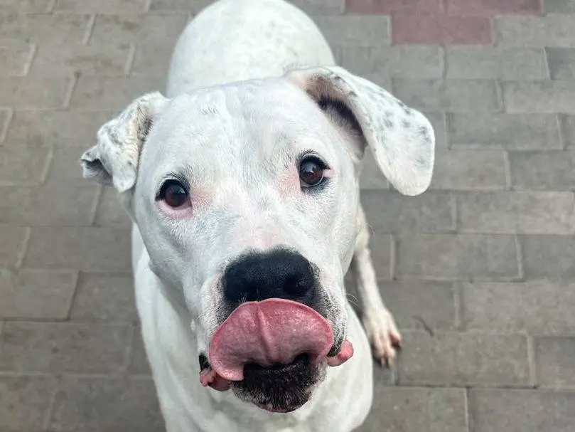 Adotta il cane LOLA a Milano