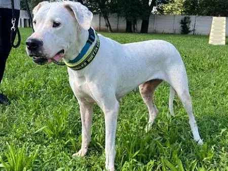 Vuoi adottare un cane a Milano?