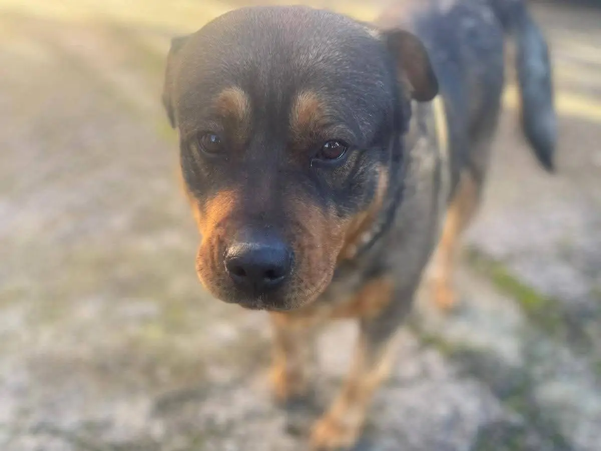 Adotta un cane, taglia gigante, femmina, Frosinone