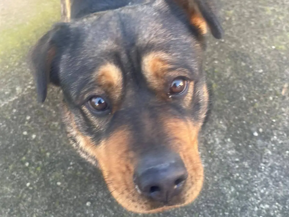 Vuoi adottare un cane a Frosinone?