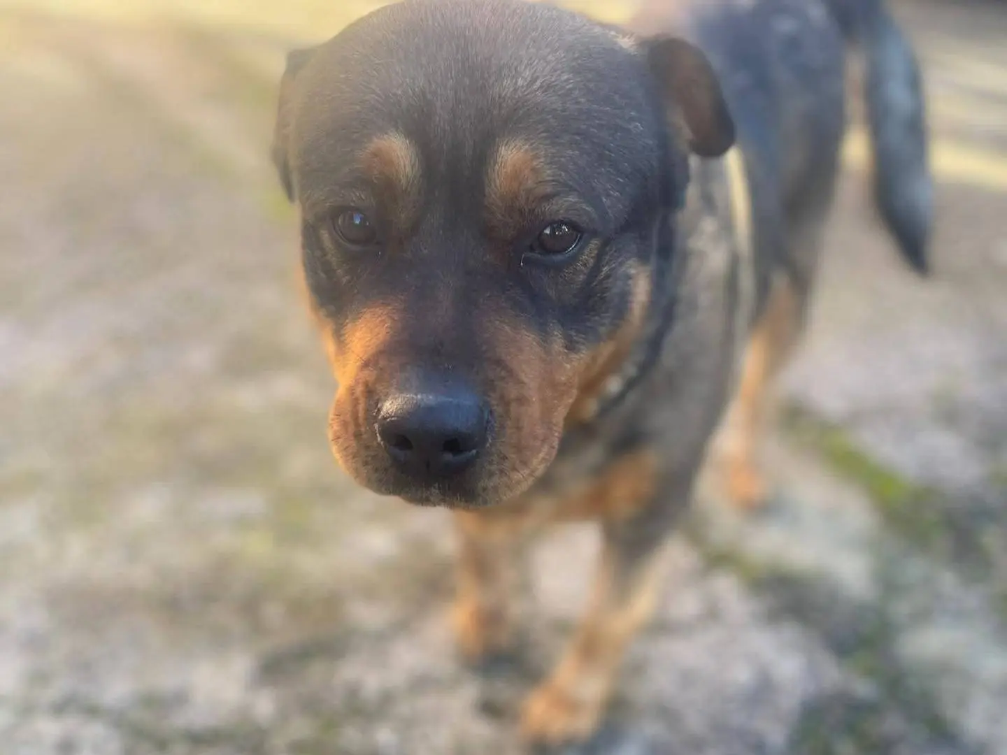 Adotta un cane, femmina, 4 anni e 9 mesi, Frosinone