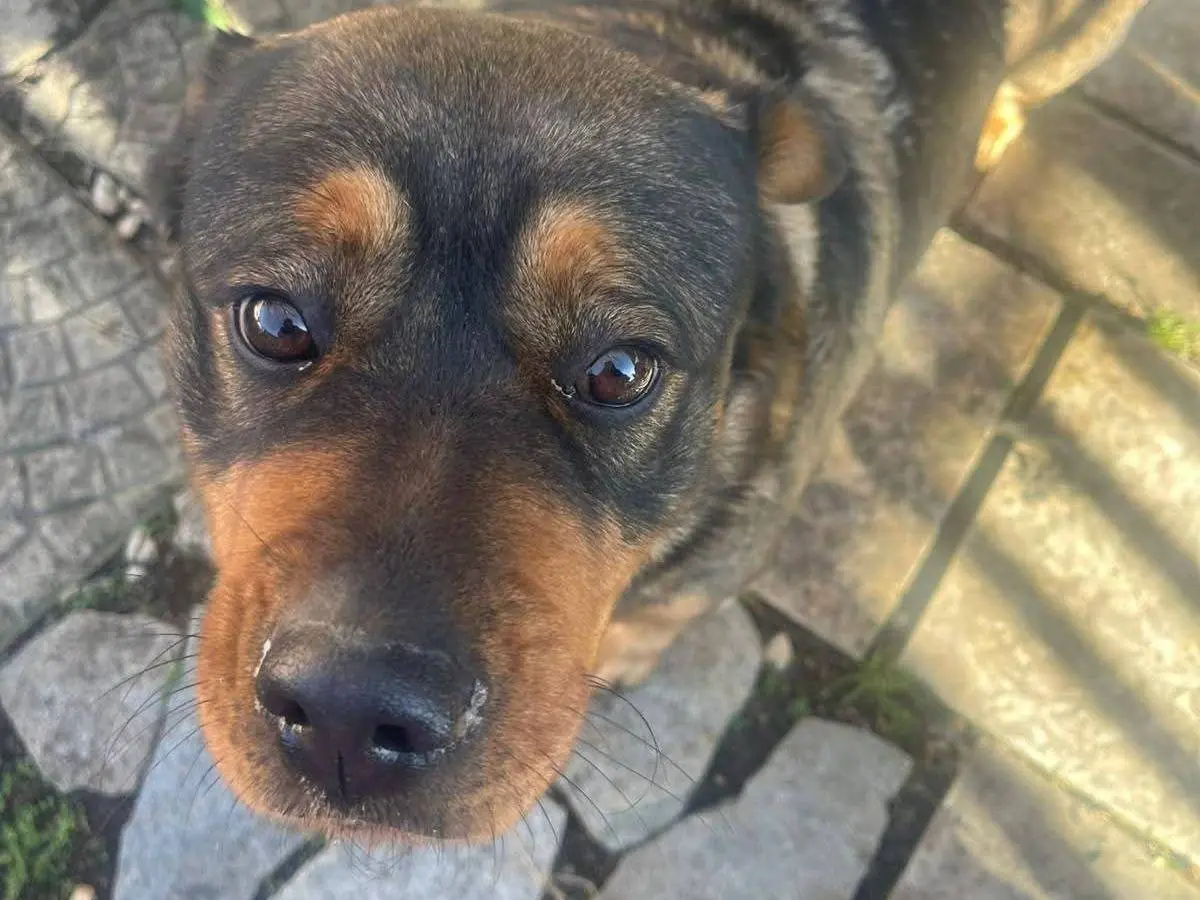 Adozione cane, femmina, Rottweiler Razza sconosciuta, 4 anni e 9 mesi, taglia gigante, Frosinone
