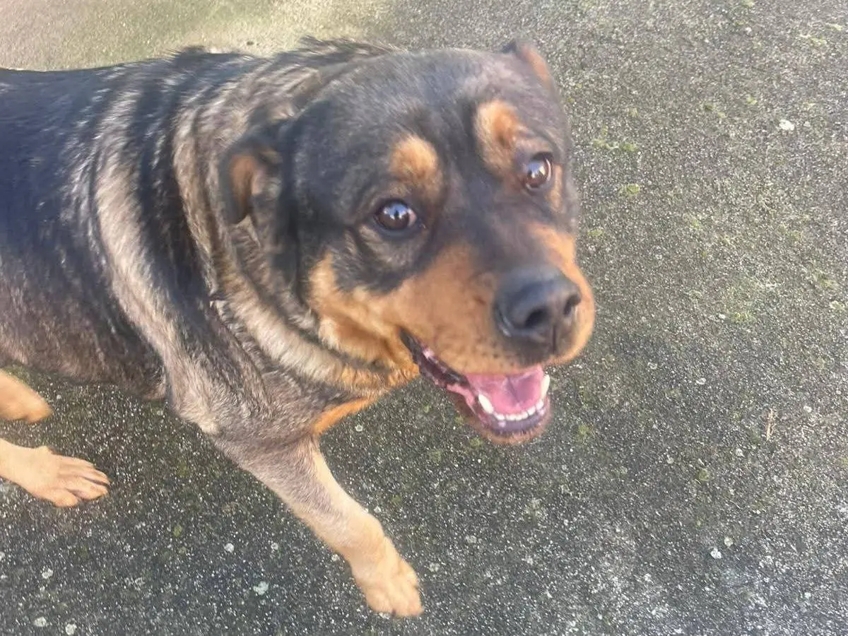 Adotta il cane Kelly a Frosinone