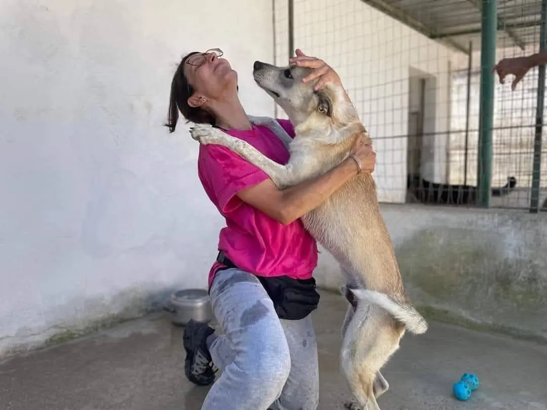 Vuoi adottare un cane a Caserta?