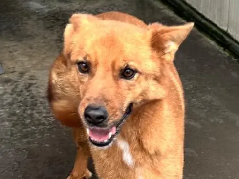 Adotta un cane, maschio, 8 anni e 2 mesi, Latina