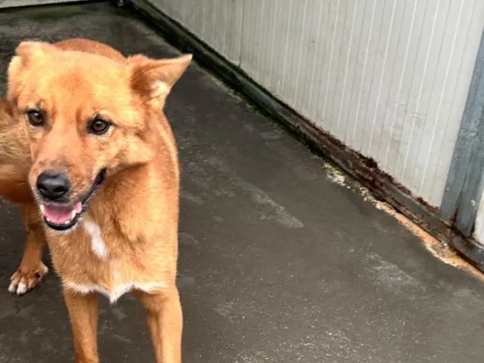 Adotta un cane, taglia media contenuta, maschio, Latina