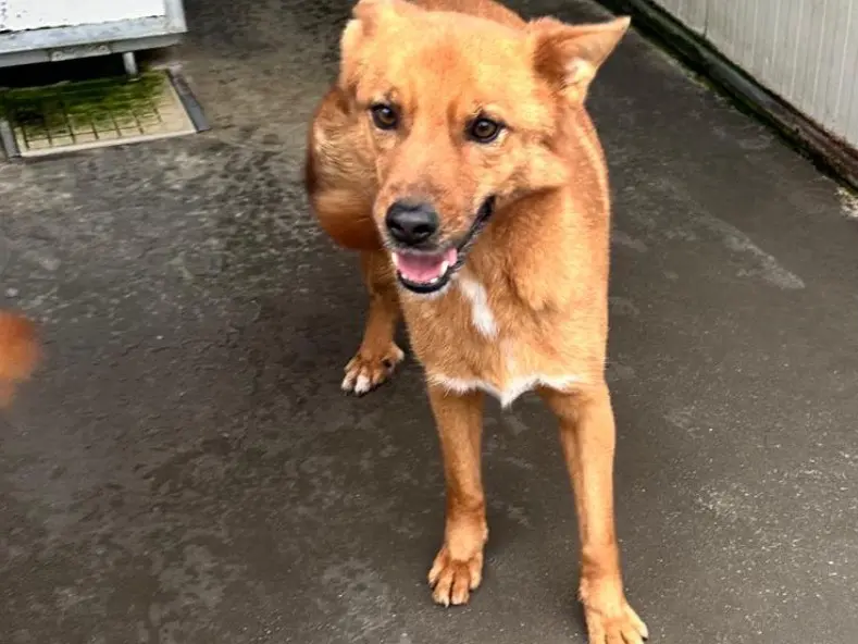Adozione cane, maschio, Razza sconosciuta Razza sconosciuta, 8 anni e 2 mesi, taglia media contenuta, Latina