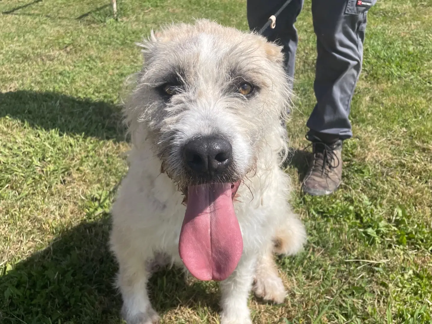 Adotta il cane Grullo a Latina