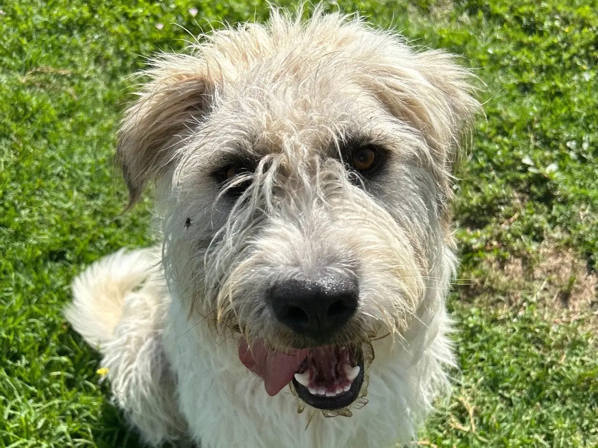 Adozione cane, maschio, Spinone Razza sconosciuta, 5 anni e 8 mesi, taglia media, Latina