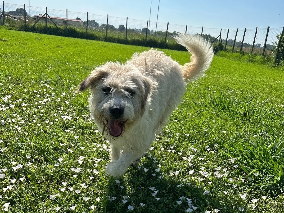 Adotta un cane, maschio, 5 anni e 8 mesi, Latina