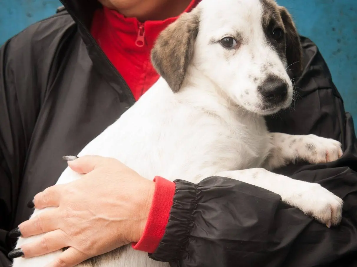 Adotta un cane, femmina, 3 mesi, Frosinone