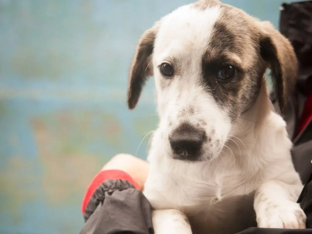 Adotta un cane, taglia media contenuta, femmina, Frosinone
