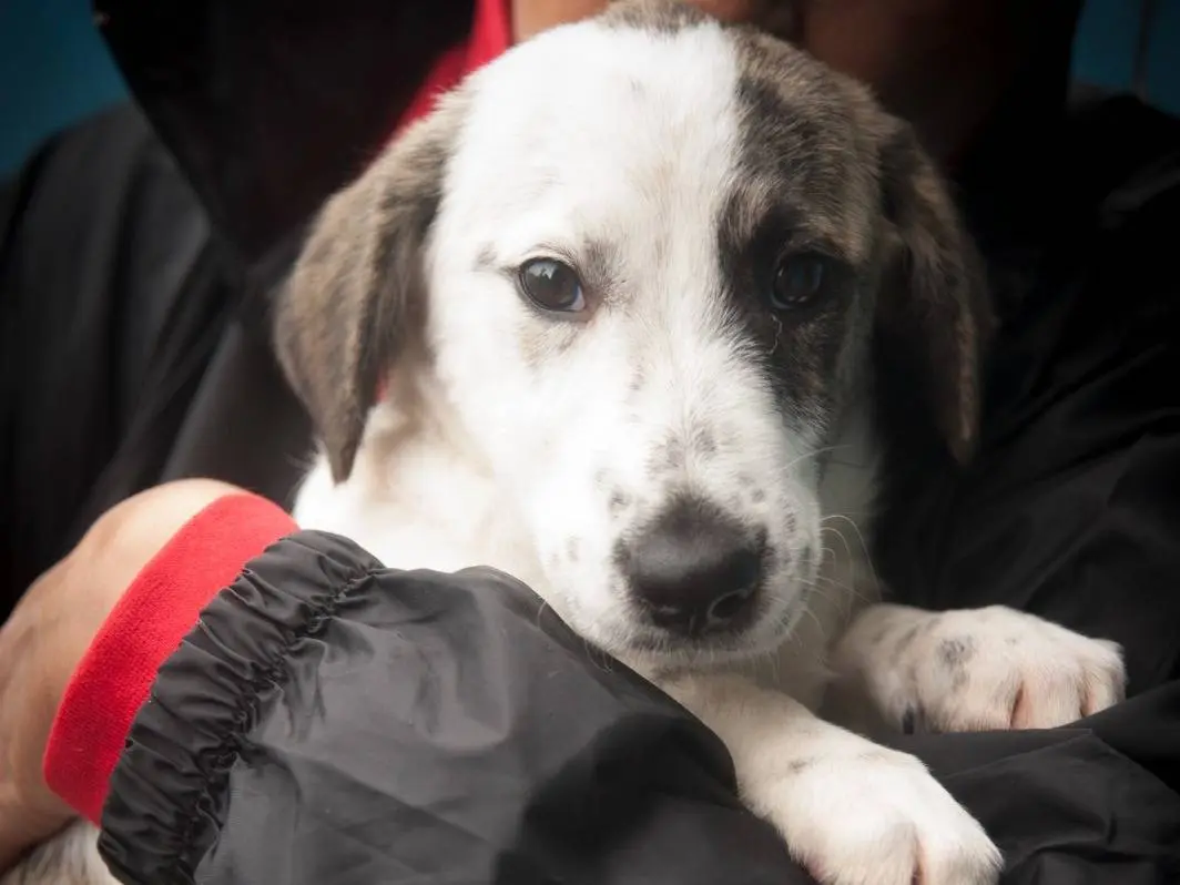 Adozione cane, femmina, Razza sconosciuta Razza sconosciuta, 3 mesi, taglia media contenuta, Frosinone