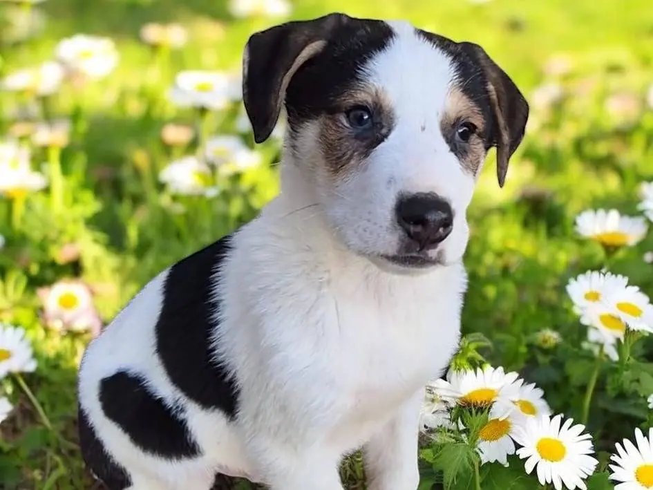 Adozione cane, maschio, Razza sconosciuta Razza sconosciuta, 11 mesi, taglia media, Potenza