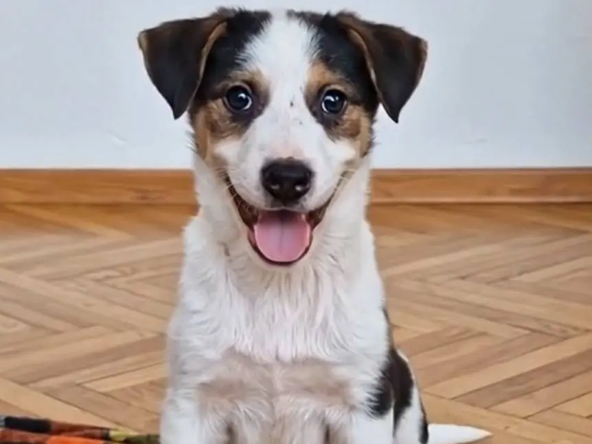 Adotta un cane, maschio, 11 mesi, Potenza
