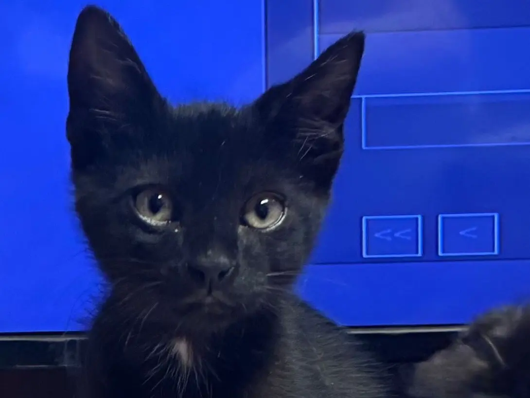 Adozione gatto, maschio, Razza sconosciuta Razza sconosciuta, 7 mesi, taglia non valida, Napoli