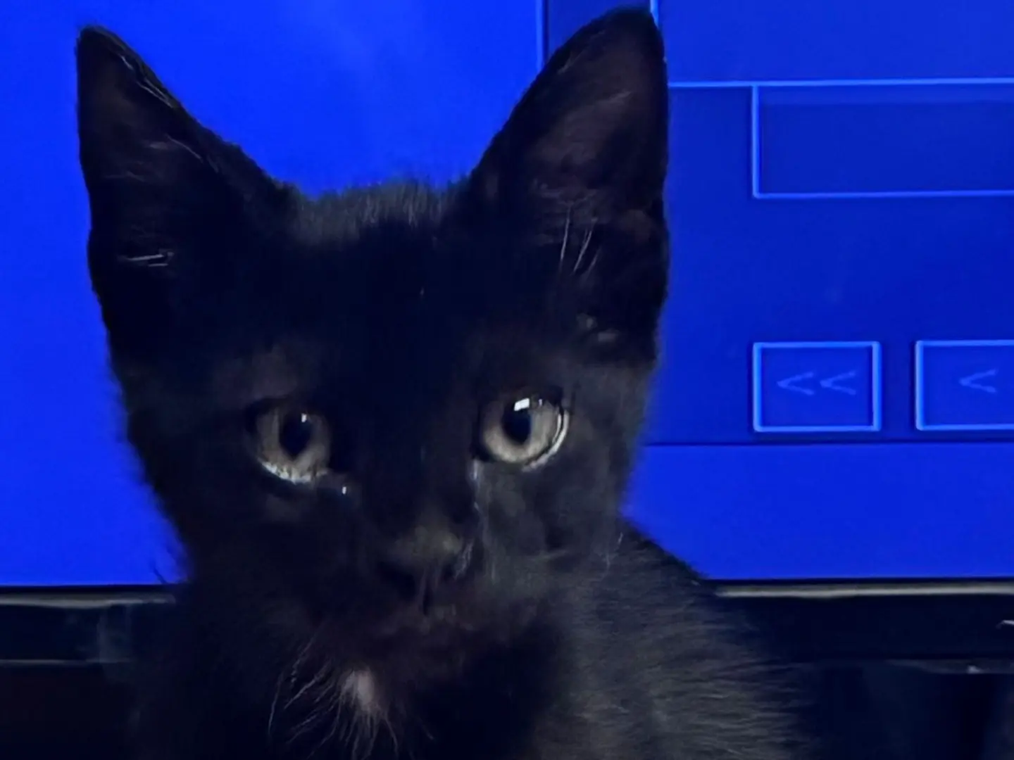 Adotta un gatto, maschio, 7 mesi, Napoli