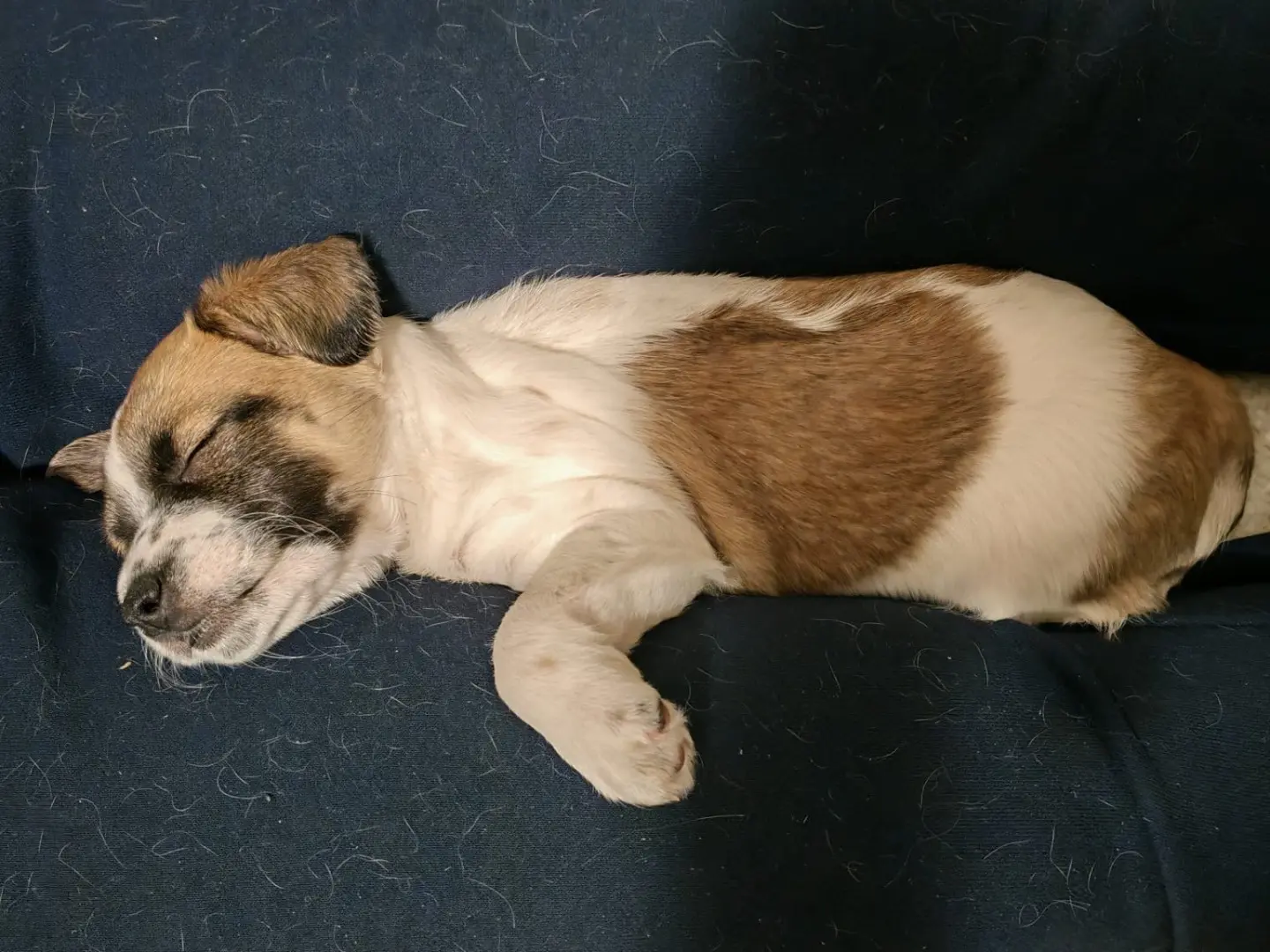 Adotta un cane, taglia media contenuta, maschio, Torino