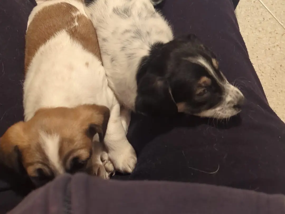 Adotta il cane Jack a Torino