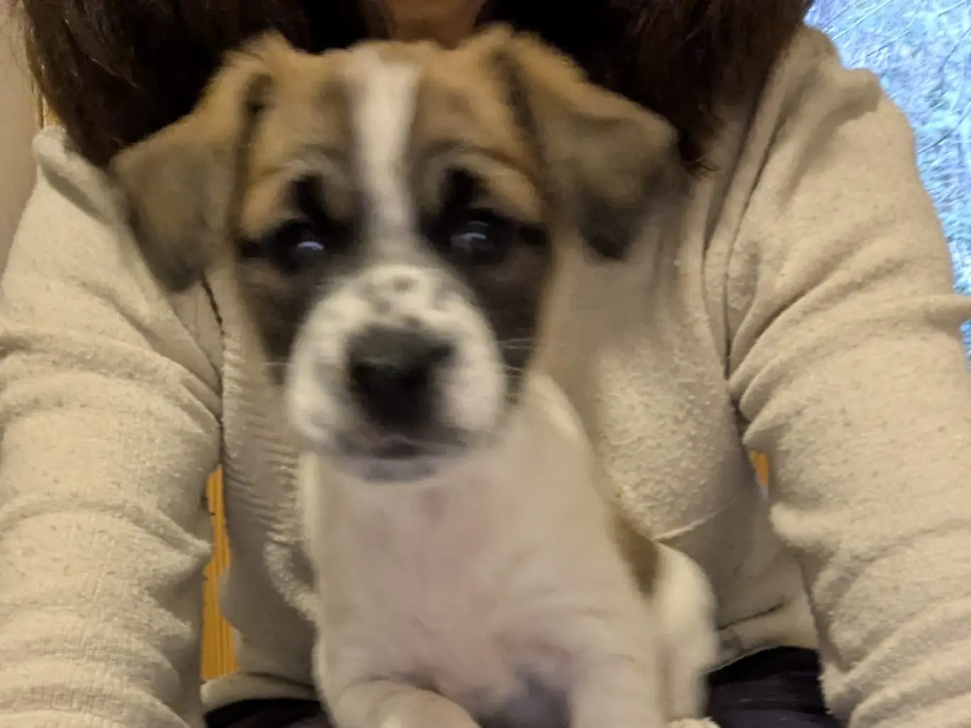 Vuoi adottare un cane a Torino?
