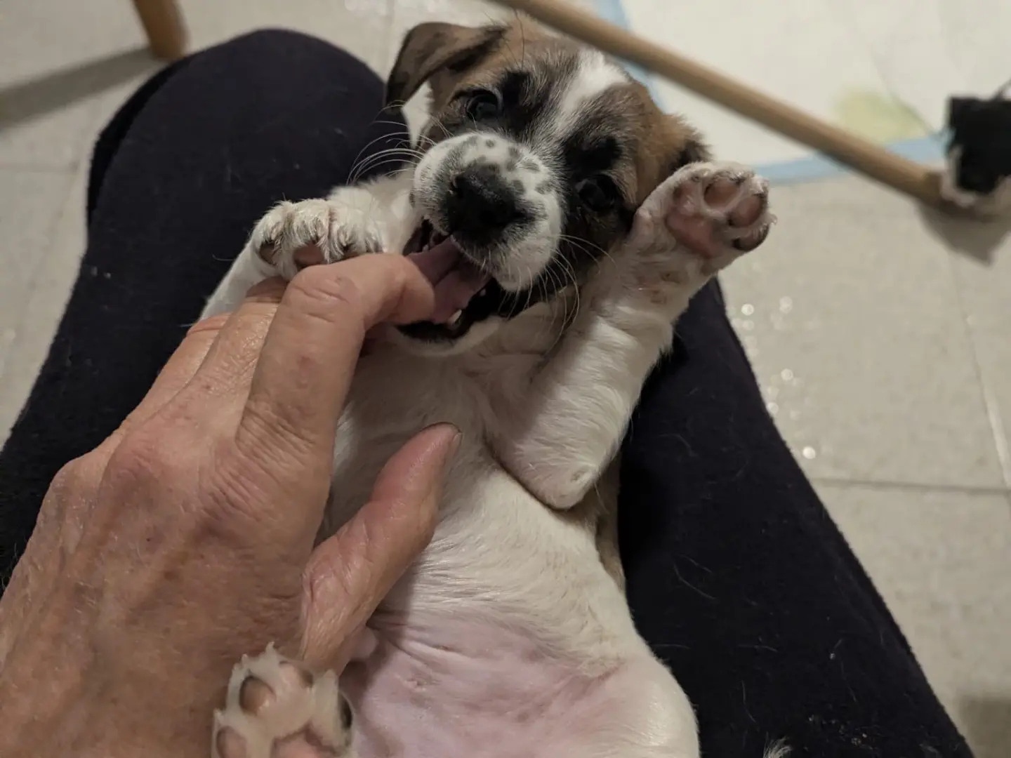 Adozione cane, maschio, Razza sconosciuta Razza sconosciuta, 1 mese, taglia media contenuta, Torino