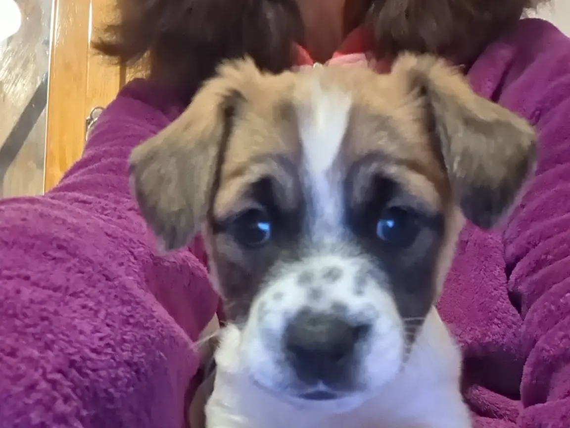 Adotta un cane, maschio, 1 mese, Torino