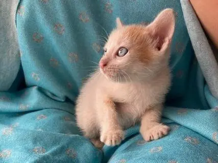 Vuoi adottare un gatto a Bologna?