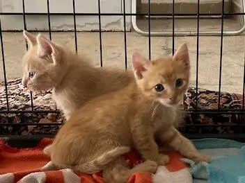 Adotta il gatto BUGS BUNNY e DUFFY DUCK a Bologna