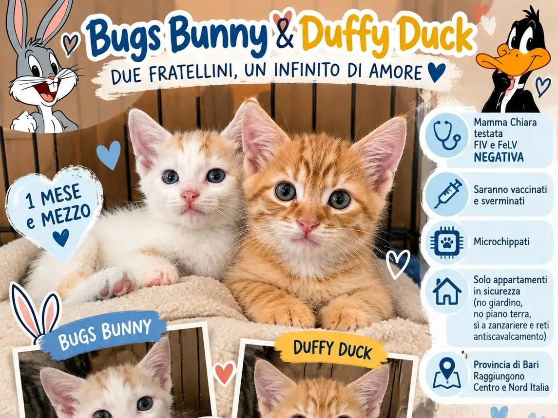 Adozione gatto, maschio, Razza sconosciuta Razza sconosciuta, 1 mese, taglia non valida, Bologna