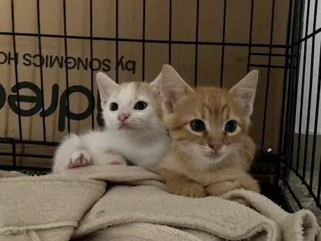 Adotta un gatto, taglia non valida, maschio, Bologna